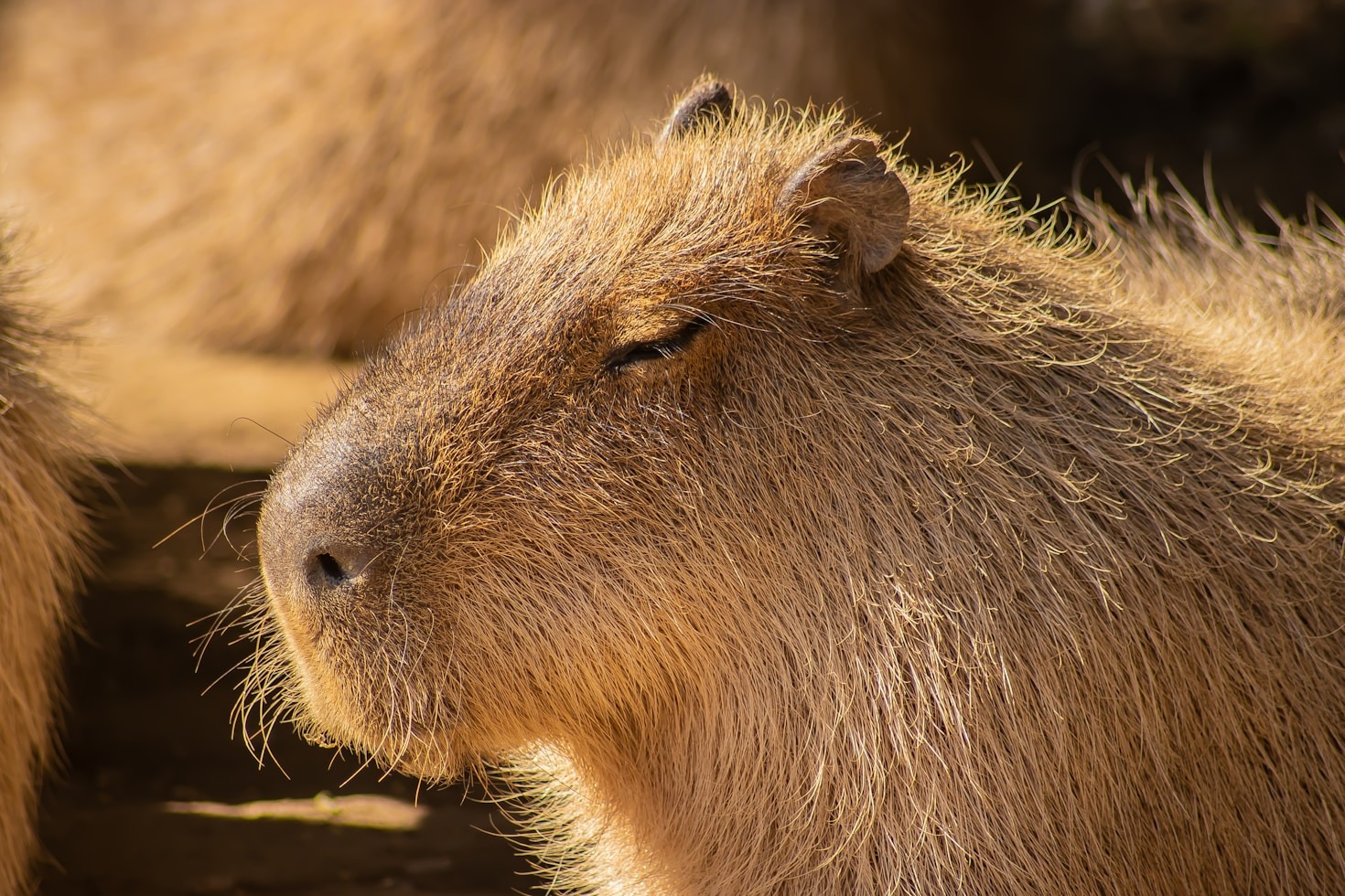 A Capivara que Mudou de Vida ao Explorar o Mundo