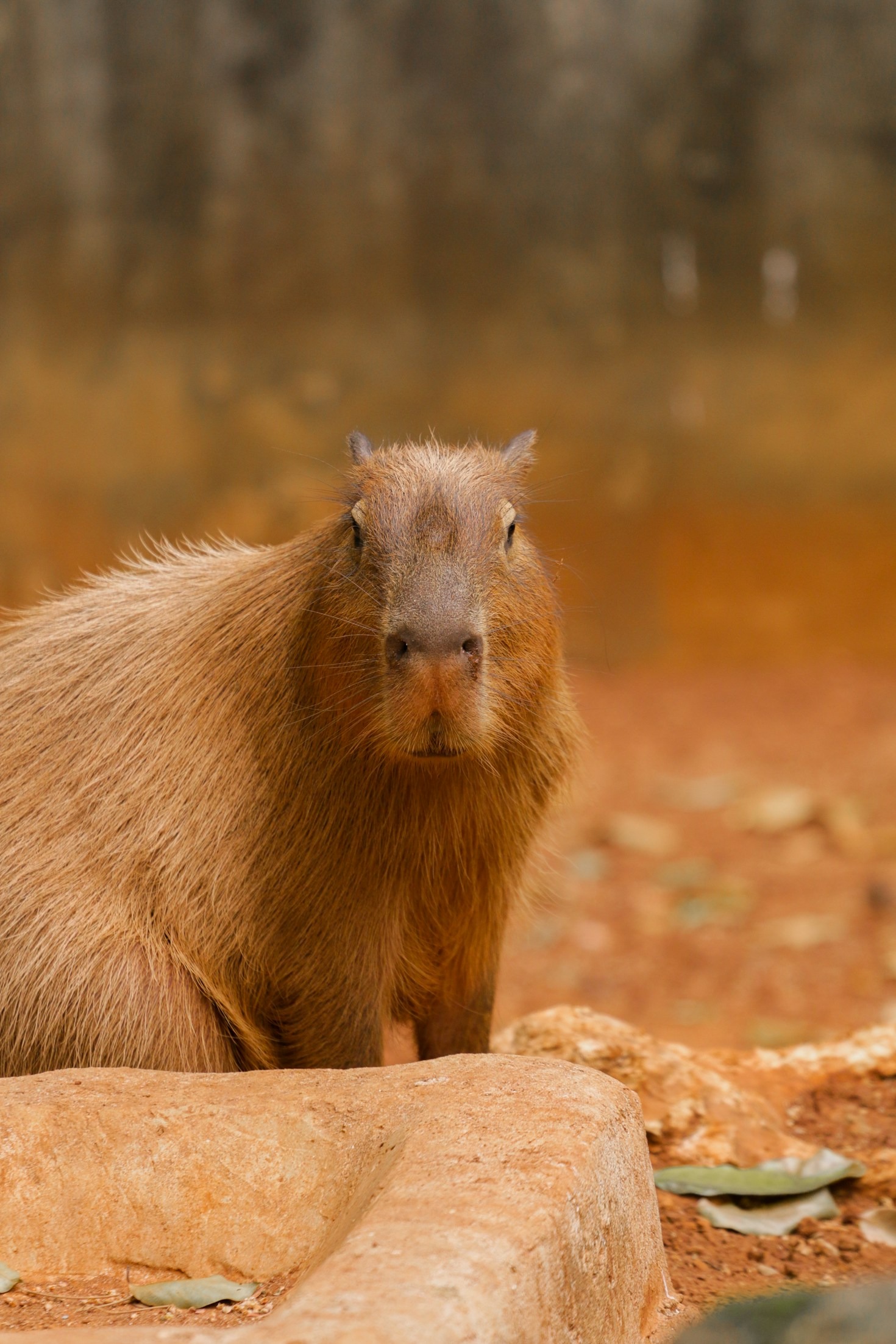 Lugares que Cada Capivara Deve Conhecer