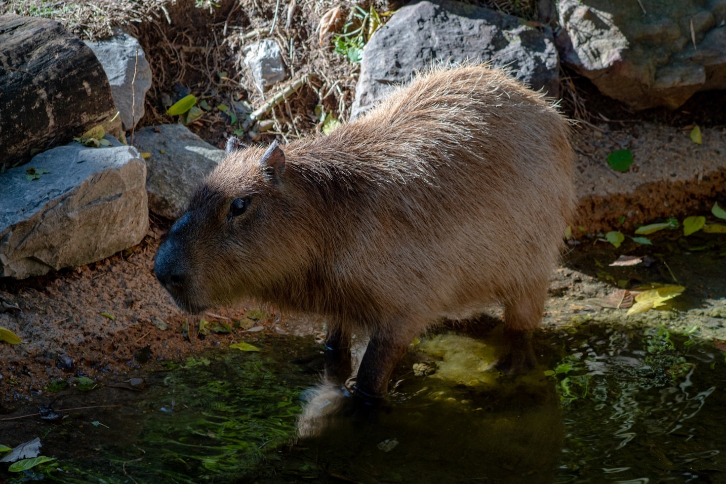 Divertidas Histórias de uma Capivara Pelo Mundo